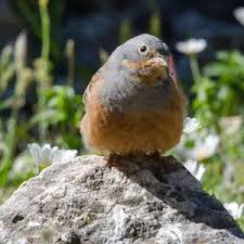 Image result for Emberiza caesia