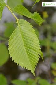 Attēlu rezultāti vaicājumam “Ulmus laevis leaf”
