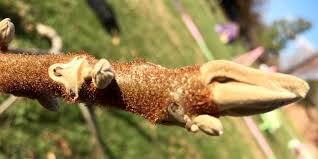 Attēlu rezultāti vaicājumam “Juglans cinerea flower”