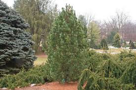 Image result for Pinus cembra