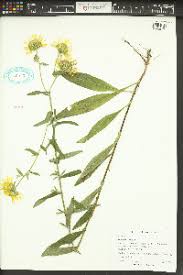 Attēlu rezultāti vaicājumam “Inula britannica leaf”