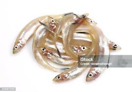 Image result for Osmerus eperlanus