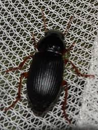 Attēlu rezultāti vaicājumam “Pseudoophonus rufipes”