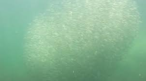 Image result for Clupea pallasii