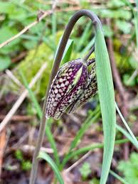 Attēlu rezultāti vaicājumam “Meleagris”