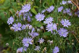 Attēlu rezultāti vaicājumam “Lactuca tatarica flower”