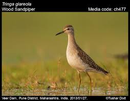 Attēlu rezultāti vaicājumam “Tringa glareola adult”