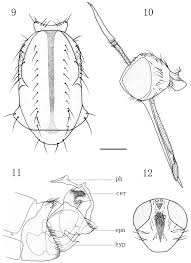 Attēlu rezultāti vaicājumam “Empis sp.”