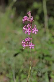 Attēlu rezultāti vaicājumam “Silene viscaria bud”