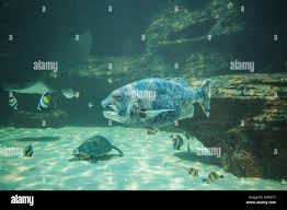 Image result for Cymatoceps nasutus