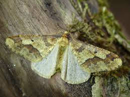 Attēlu rezultāti vaicājumam “Erannis defoliaria imago”