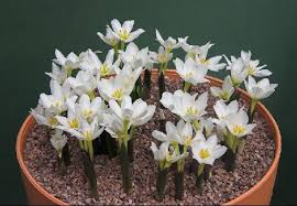 Attēlu rezultāti vaicājumam “Colchicum szovitsii subsp. szovitsii flower”