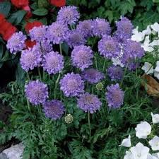 Image result for Scabiosa col.`Butterfly Blue`