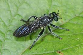 Attēlu rezultāti vaicājumam “Asilidae”