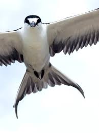 Image result for Onychoprion fuscatus