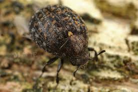 Attēlu rezultāti vaicājumam “Cytilus sericeus”