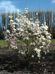 Attēlu rezultāti vaicājumam “Magnolia cylindrica”