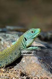 Attēlu rezultāti vaicājumam “Leporida”