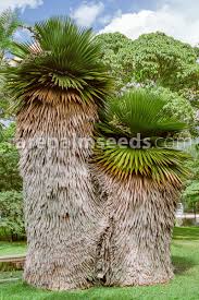 Attēlu rezultāti vaicājumam “Conardia compacta macro”