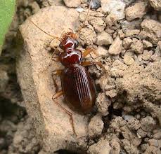 Attēlu rezultāti vaicājumam “Leistus ferrugineus”