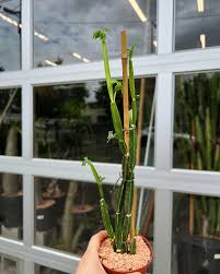 Attēlu rezultāti vaicājumam “Bryum funkii macro”