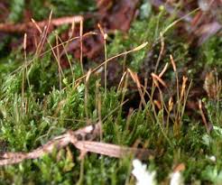 Attēlu rezultāti vaicājumam “Tetraphis pellucida”