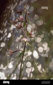 Attēlu rezultāti vaicājumam “Epipactis palustris bud”