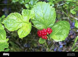 Attēlu rezultāti vaicājumam “Rubus saxatilis fruit”