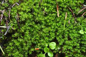 Attēlu rezultāti vaicājumam “Didymodon fallax var. brevifolius”