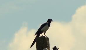 Attēlu rezultāti vaicājumam “Pica pica adult”