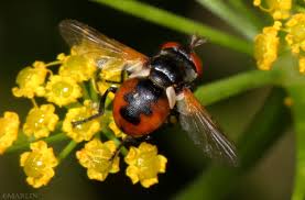 Attēlu rezultāti vaicājumam “Gymnosoma sp.”