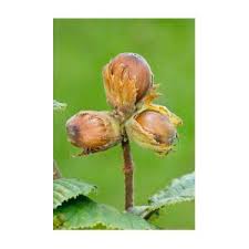 Attēlu rezultāti vaicājumam “Corylus avellana fruit”