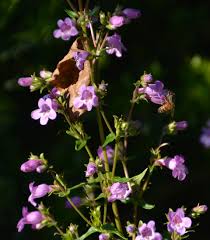 Image result for Penstemon