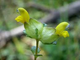 Attēlu rezultāti vaicājumam “Rhinanthus minor leaf”