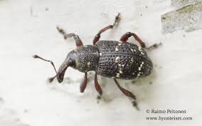 Attēlu rezultāti vaicājumam “Hylobius pinastri”