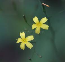 Attēlu rezultāti vaicājumam “Mycelis muralis flower”