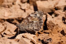 Attēlu rezultāti vaicājumam “Hipparchia semele”