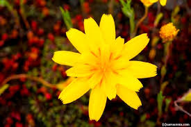 Image result for Agoseris major