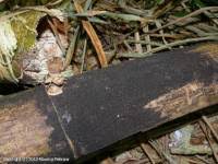 Attēlu rezultāti vaicājumam “Rosellinia desmazieri”