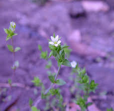 Attēlu rezultāti vaicājumam “Arenaria serpyllifolia flower”