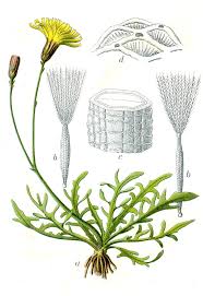 Attēlu rezultāti vaicājumam “Leontodon autumnalis”