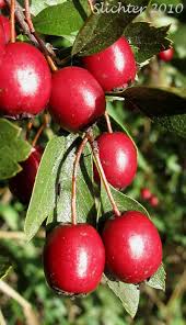 Attēlu rezultāti vaicājumam “Crataegus monogyna fruit”