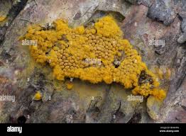 Attēlu rezultāti vaicājumam “Trichia scabra”