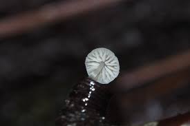 Attēlu rezultāti vaicājumam “Brefeldia maxima macro”