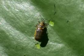 Attēlu rezultāti vaicājumam “Galerucella nymphaeae pupa”