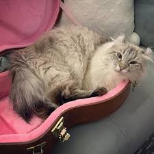 Image result for Cat sleeping in guitar