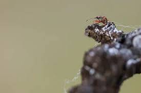 Attēlu rezultāti vaicājumam “Kleidocerys resedae imago”