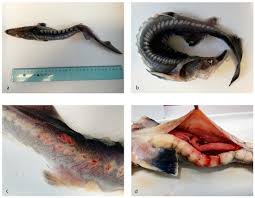 Image result for Huso brevirostrum