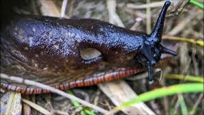 Attēlu rezultāti vaicājumam “Arion rufus”