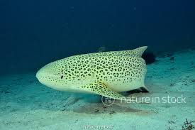 Image result for Stegostoma tigrinum